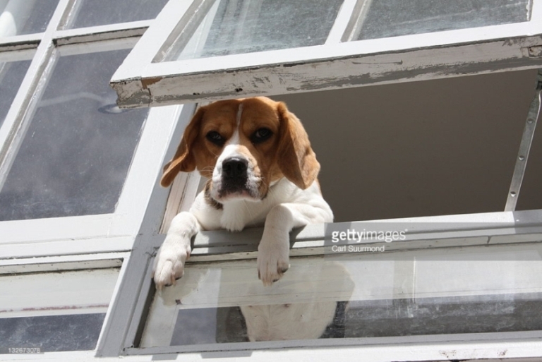 dog looking window