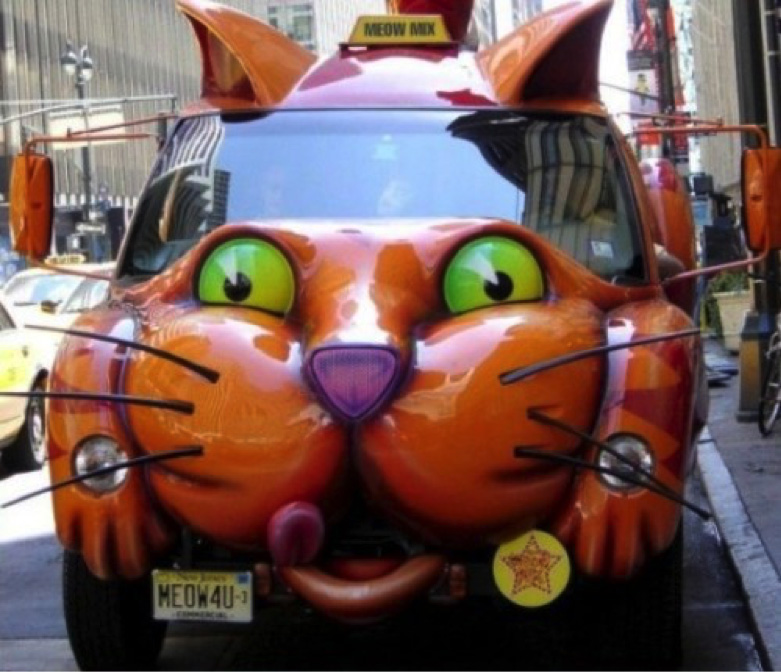 funny cat car pictures