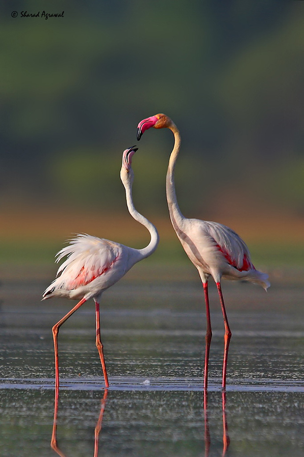 river flamingos photography