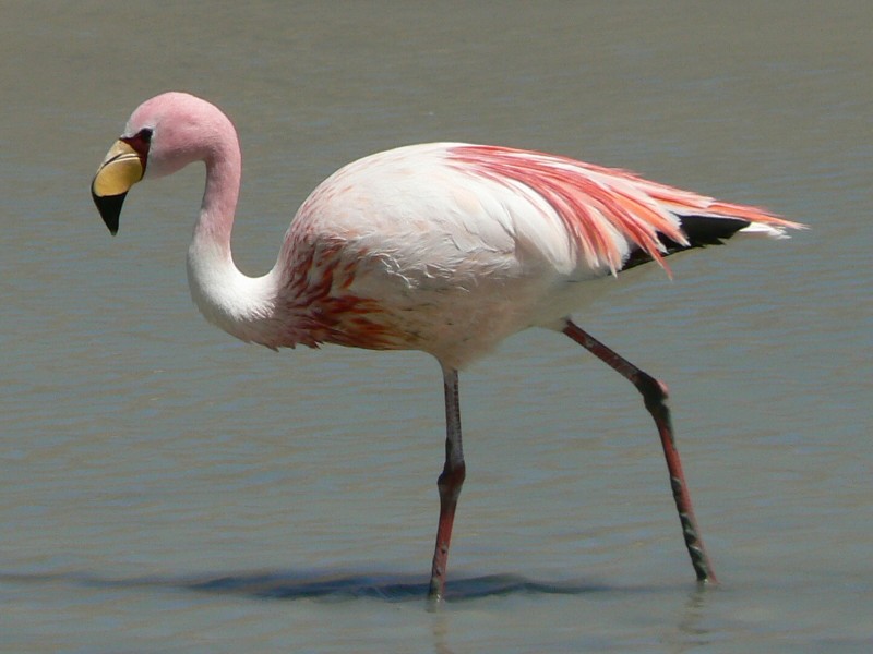 river flamingo photography