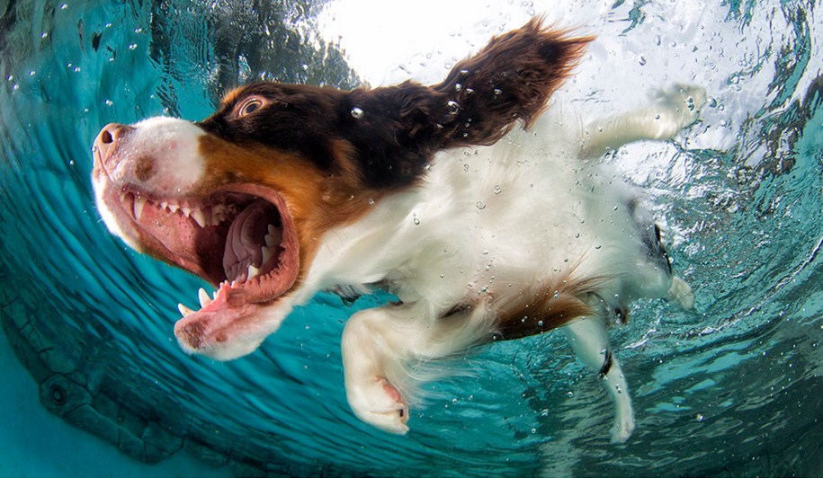 funny dog under water seth casteel