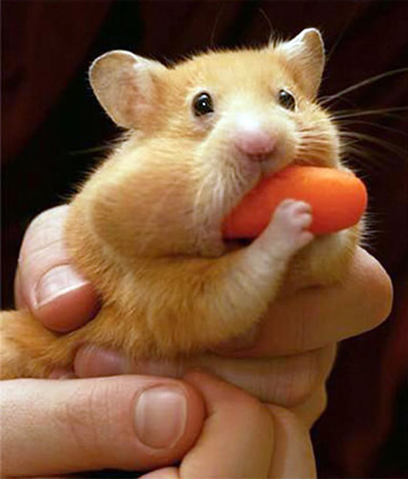 mouse eating carrot