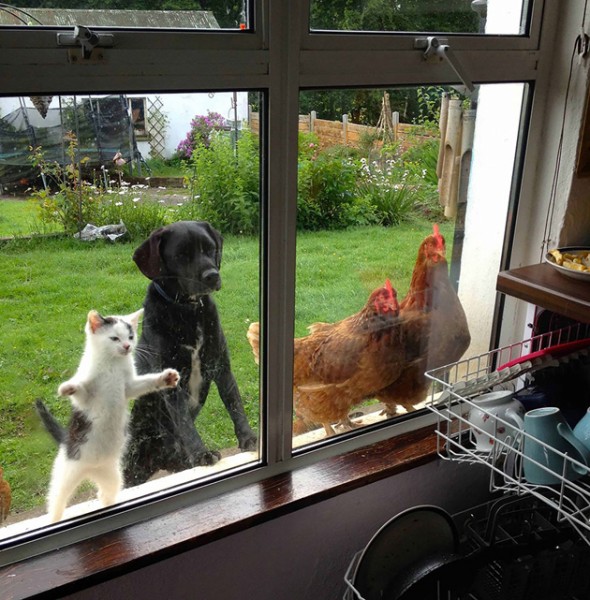 animals looking window