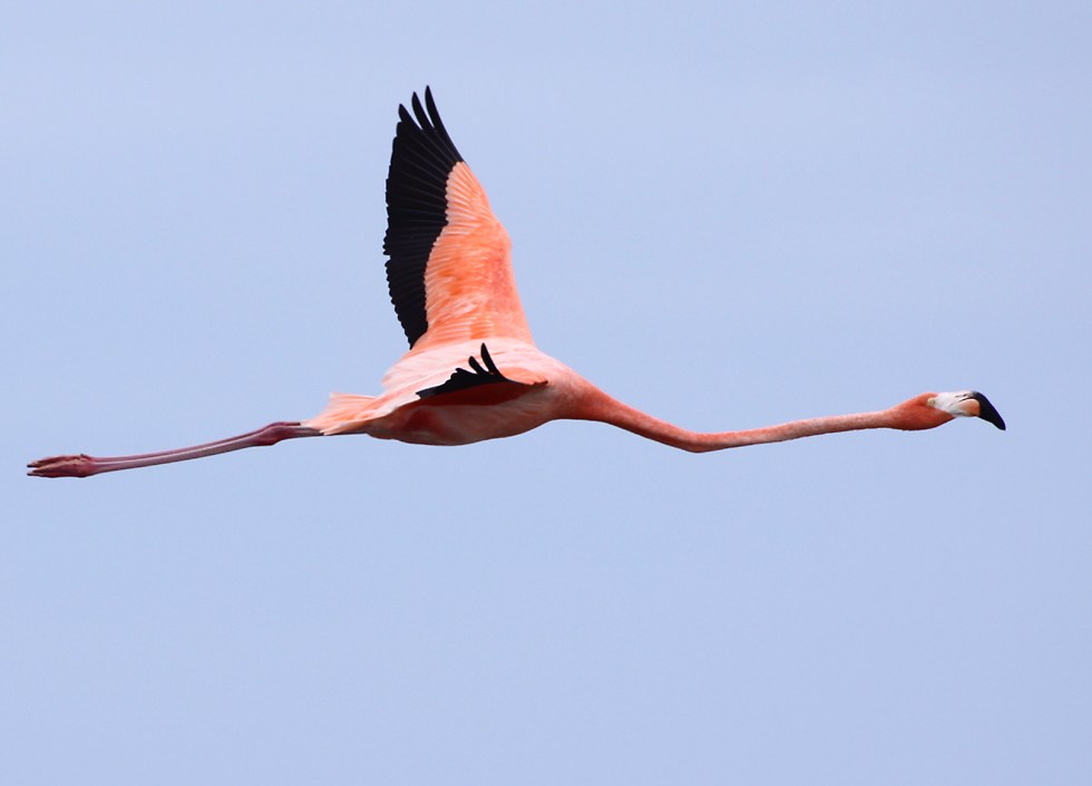 flying flamingo photography