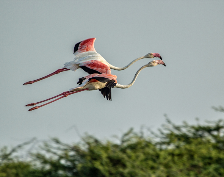 flying flamingos photography
