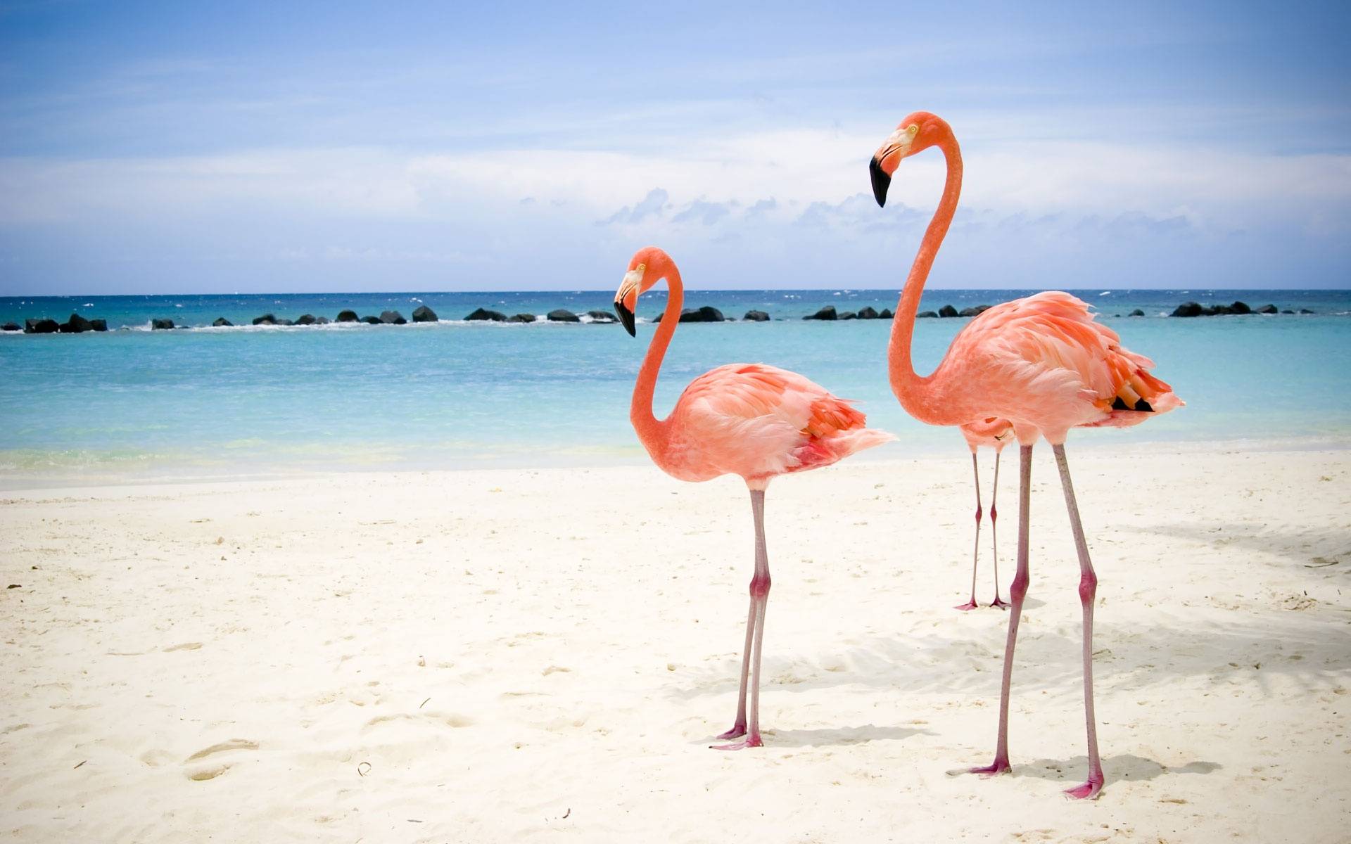 beach flamingos photography