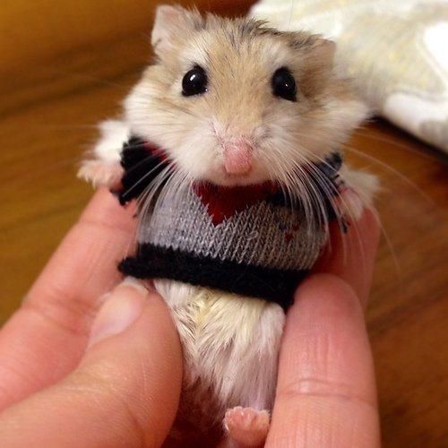 pets wearing weaters
