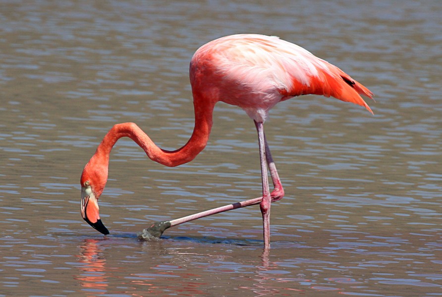 greater flamingo photographpy