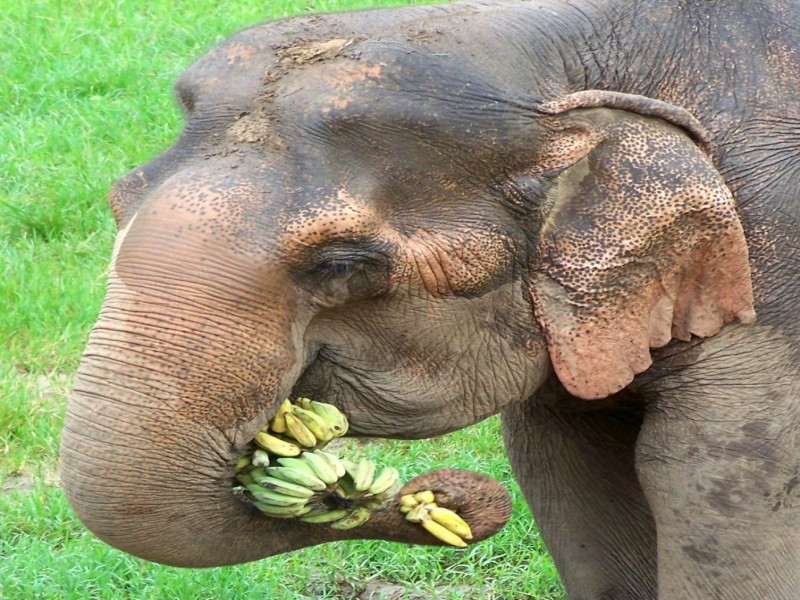 elephant eating bananas
