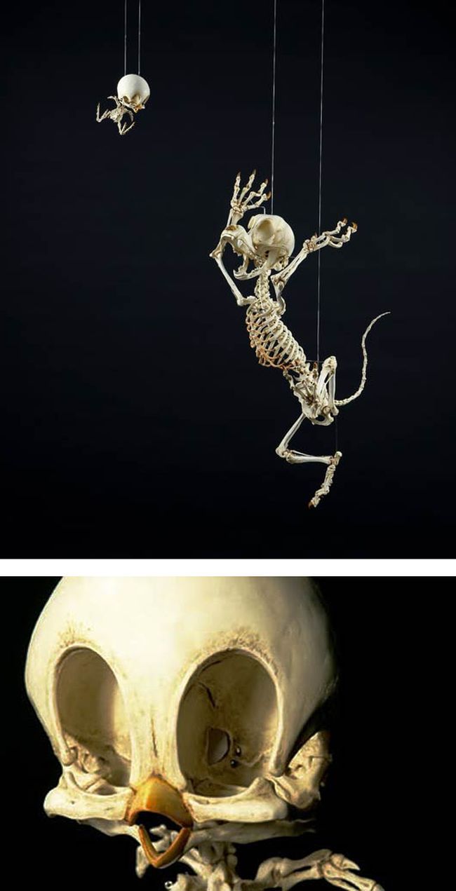skeleton cartoon characters hyungkoo lee