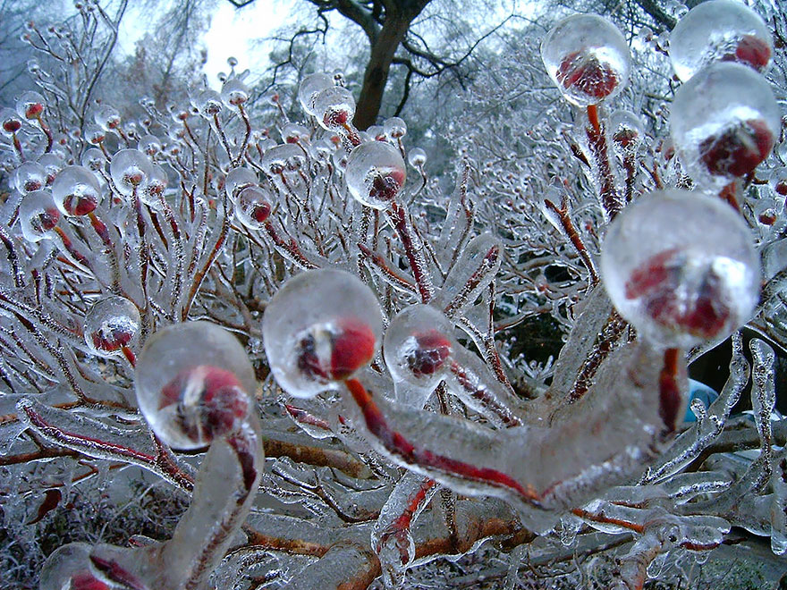 beautiful ice formation flower buds