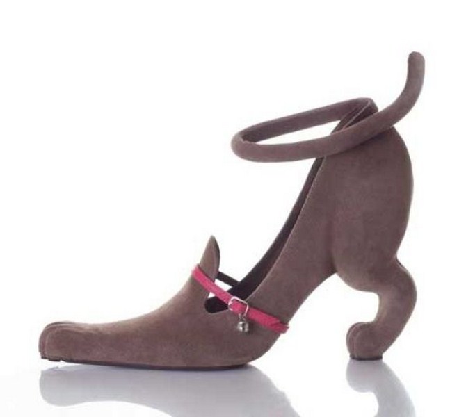 dog funny shoe pictures