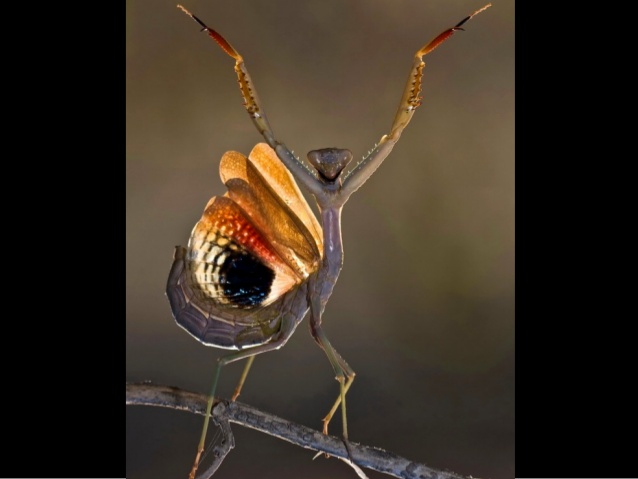 funny praying mantis photo
