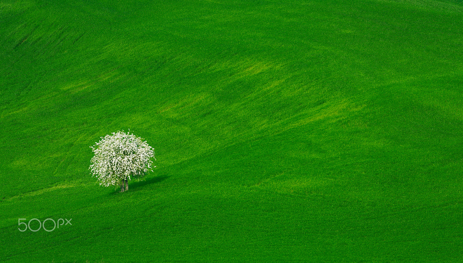 solitary tree photography lost green maze mustafa kamari