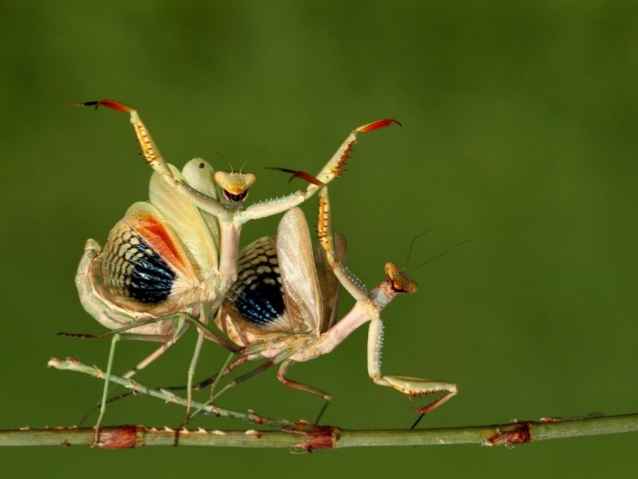 macro photography mantis