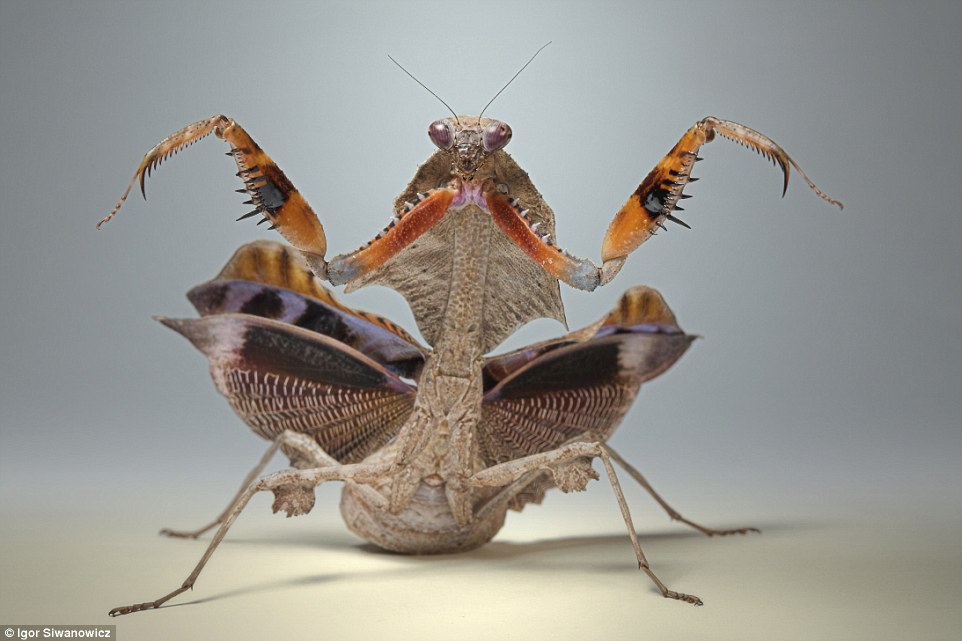 macro photography mantis igor siwanowicz