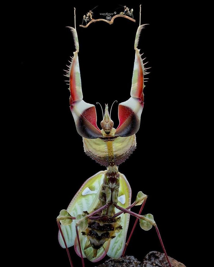 beautiful praying mantis photo wayfuser