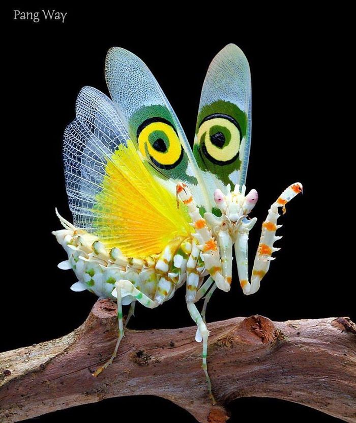 beautiful praying mantis photos pang way