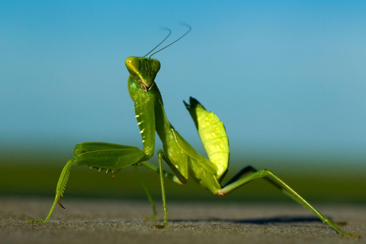 funny praying mantis photo