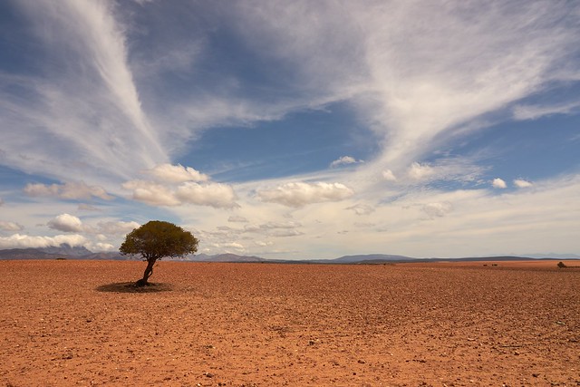 solitary tree photography hello sky michael charles