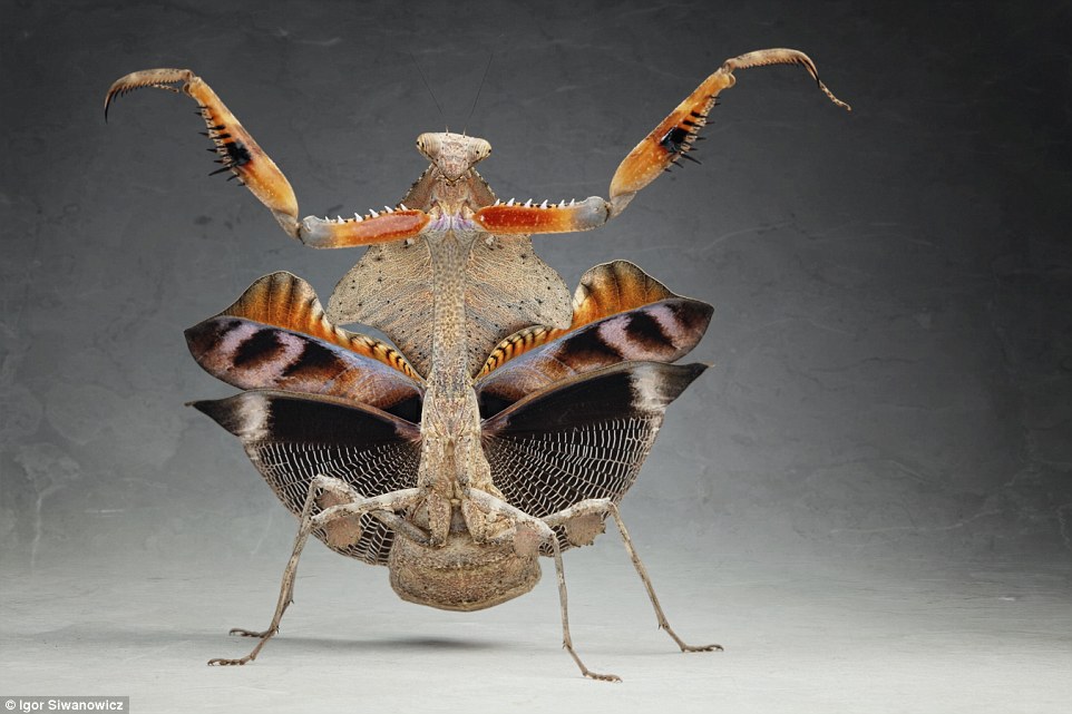 funny praying mantis photo igor siwanowicz