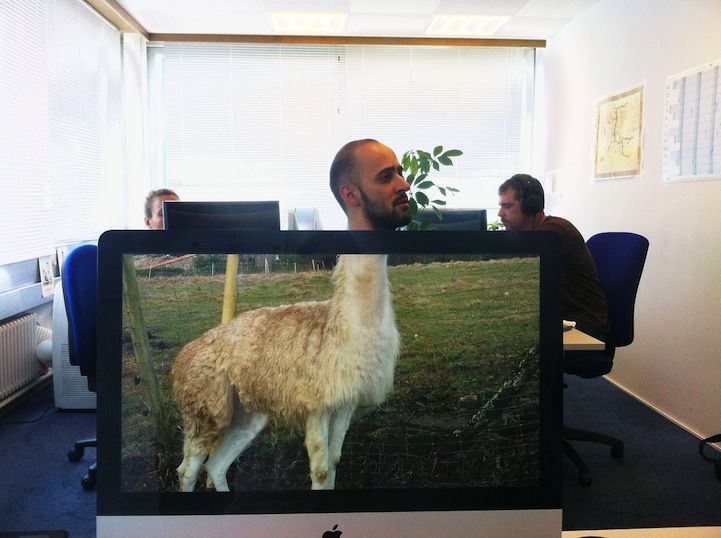 funny desk animal body picture mike whiteside
