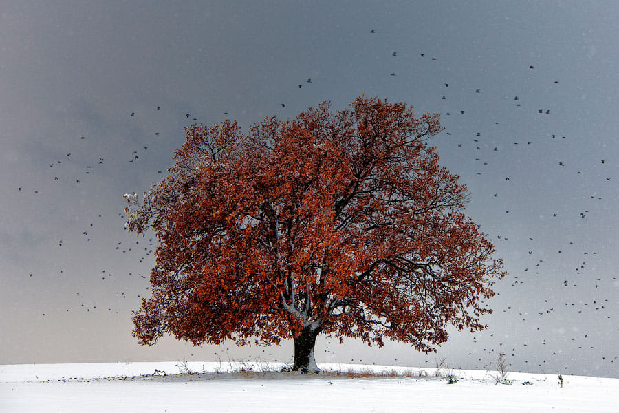 beautiful solitary tree photography evgeni dinev