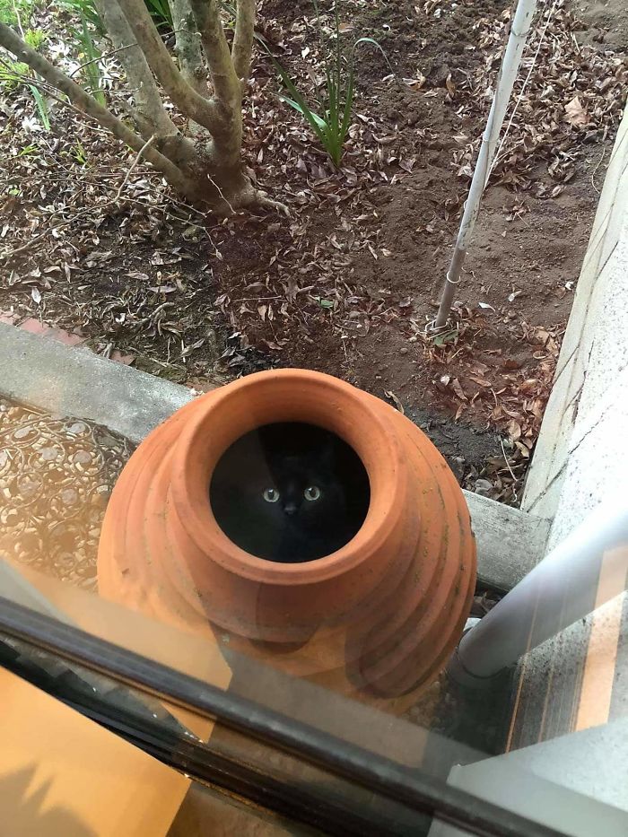 funny cat inside pot picture