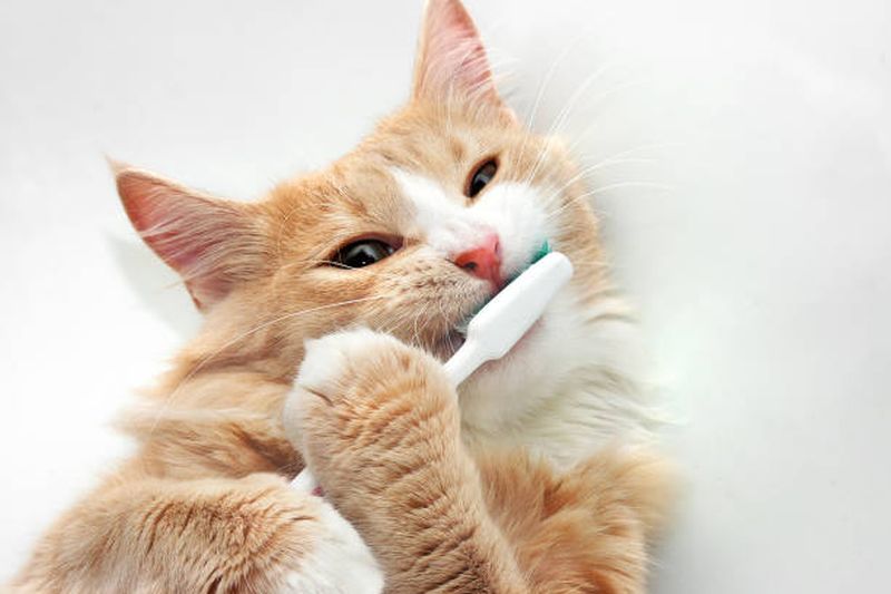 funny cat brushing photo