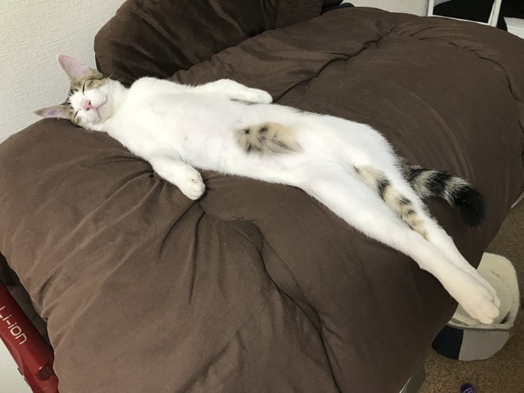 funny cat sleeping sofa picture