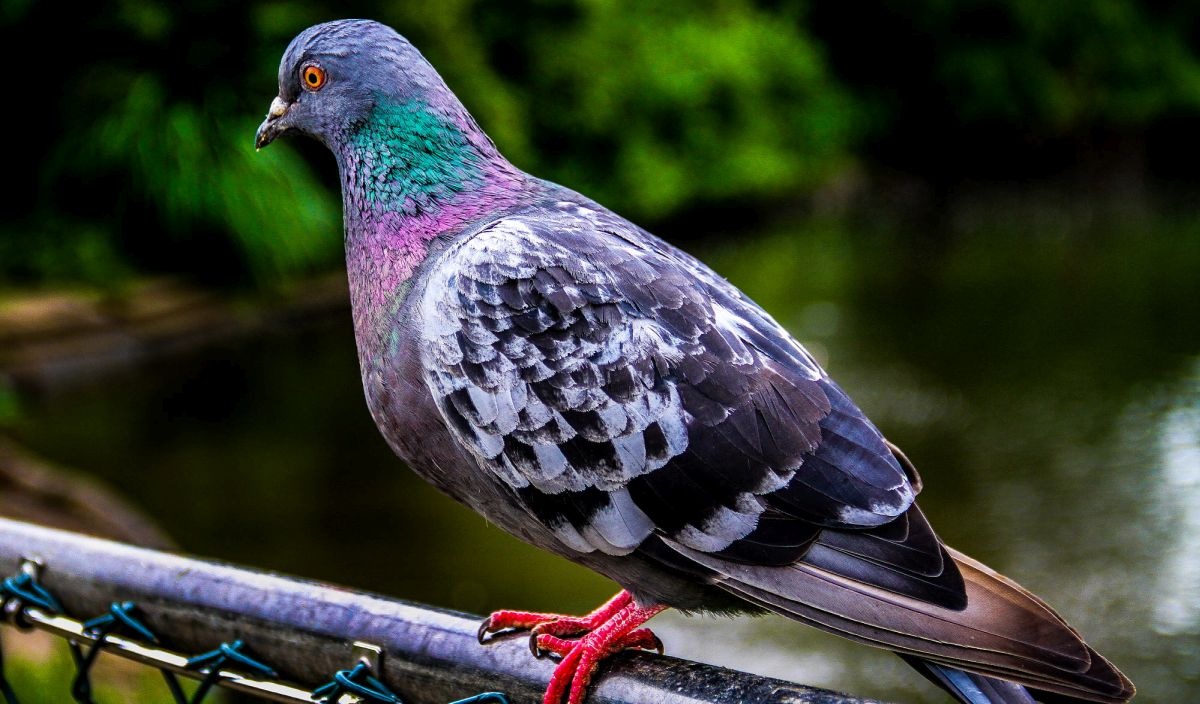 beautiful pigeon picture anwaruddin sm