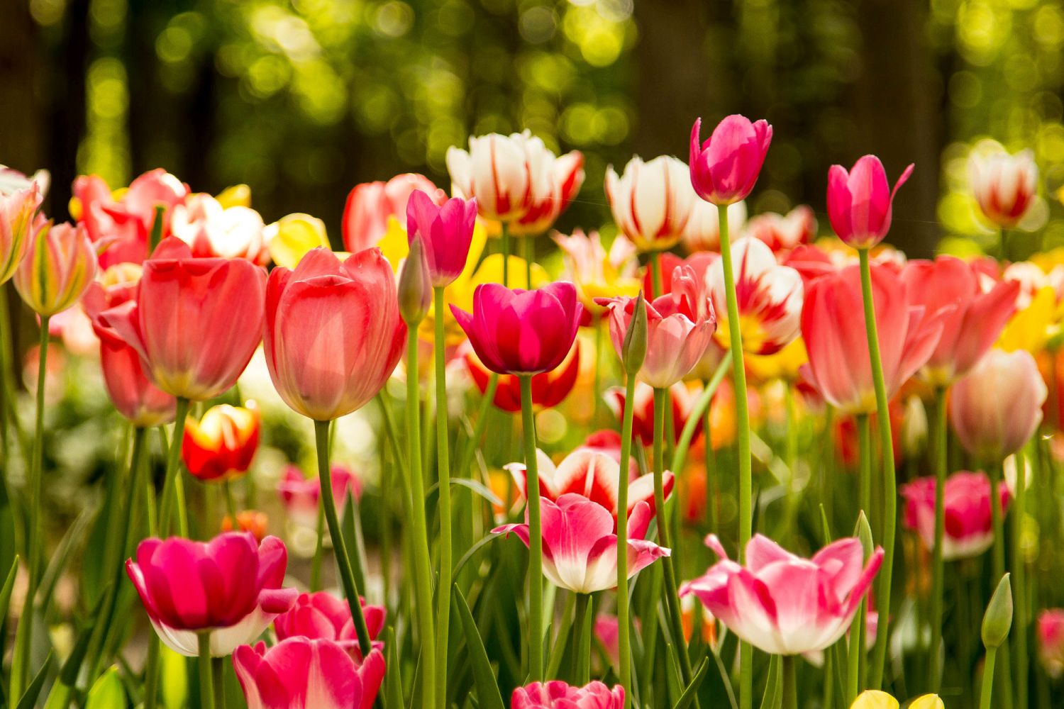 beautiful tulip garden sabina