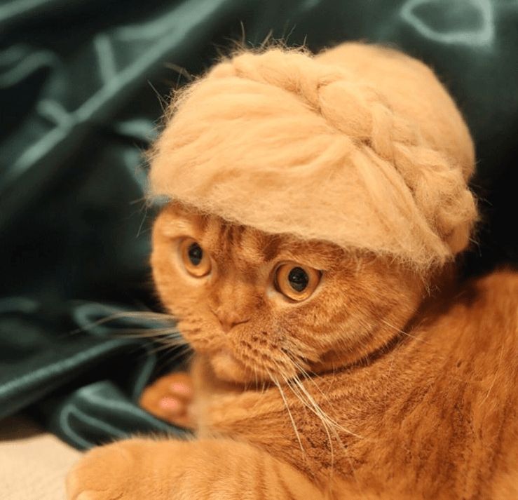 funny cat hat own fur beautiful ryo yamazaki