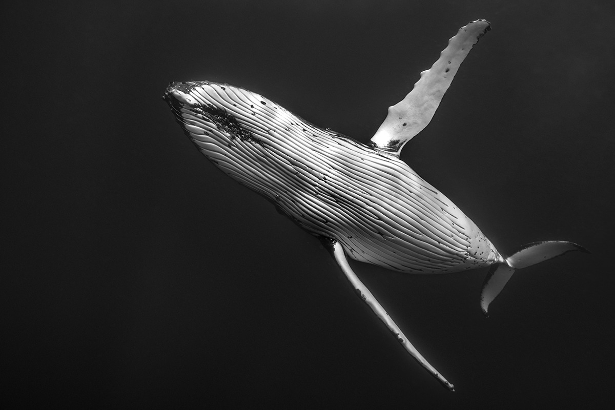 beautiful whale image jasmine carey