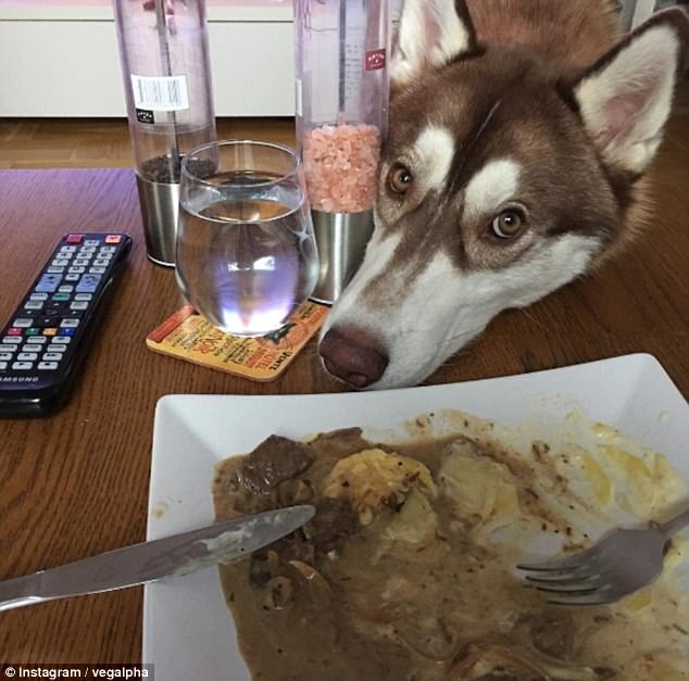 funny image dog staring their food