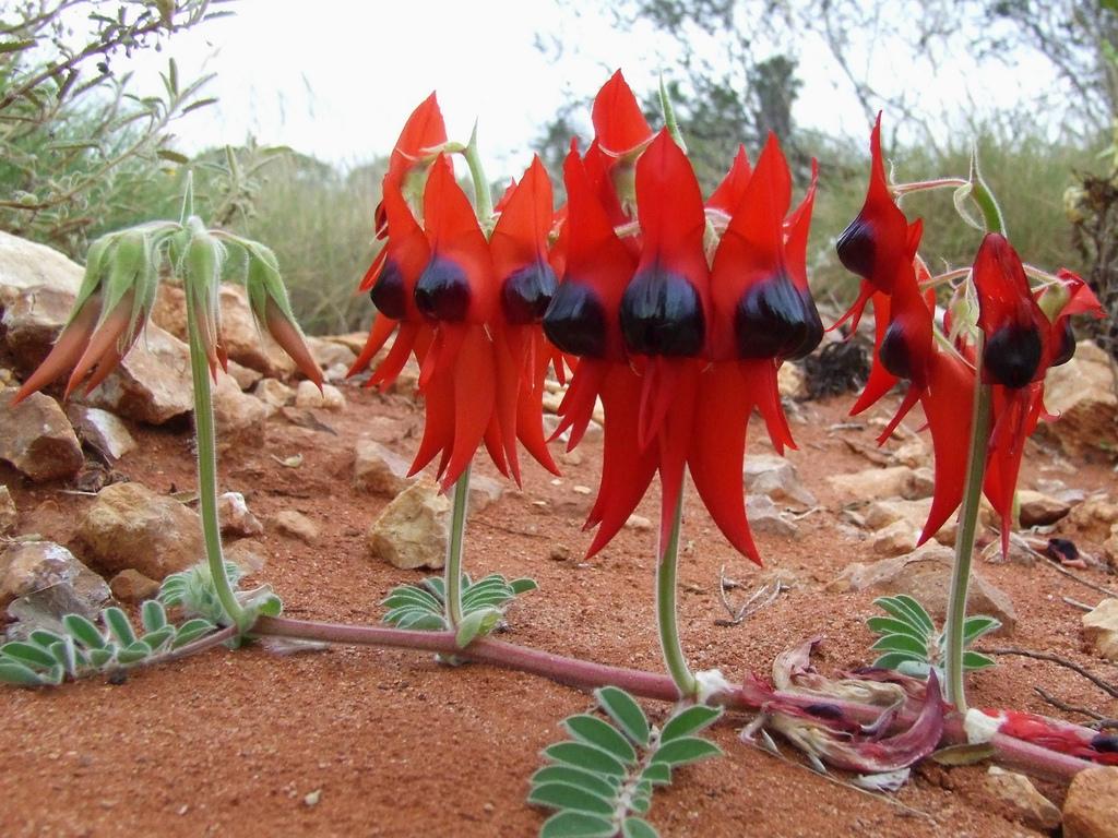 amazing unusual shape flower picture desert pea