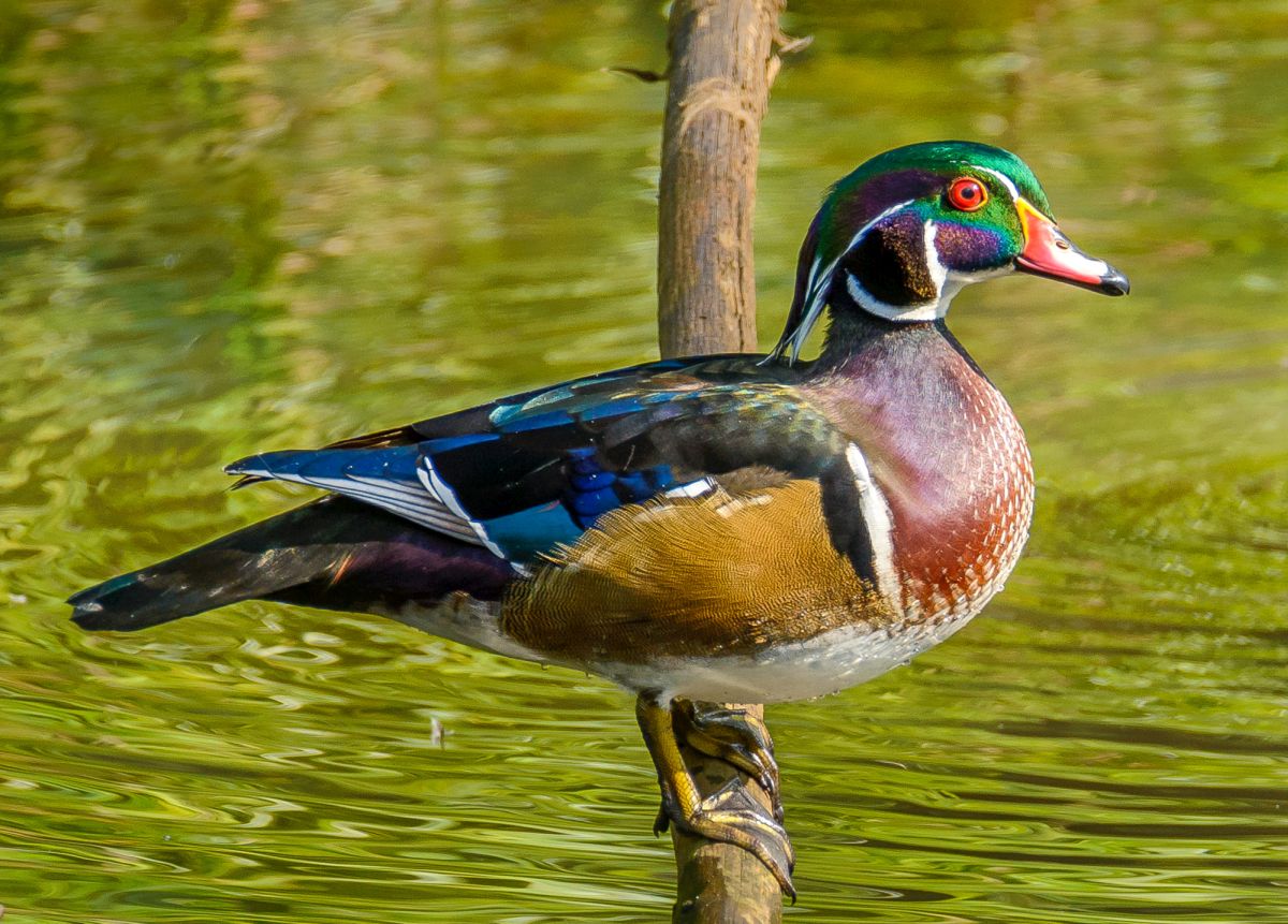 beautiful duck image jerry cahil