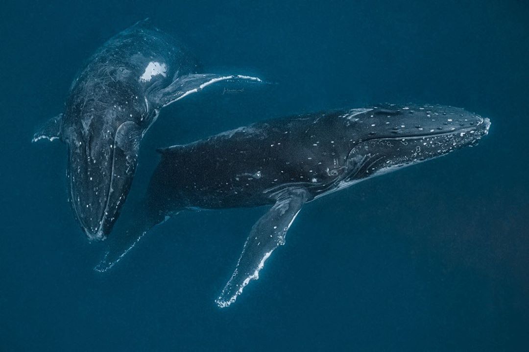 beautiful whale photo jasmine carey