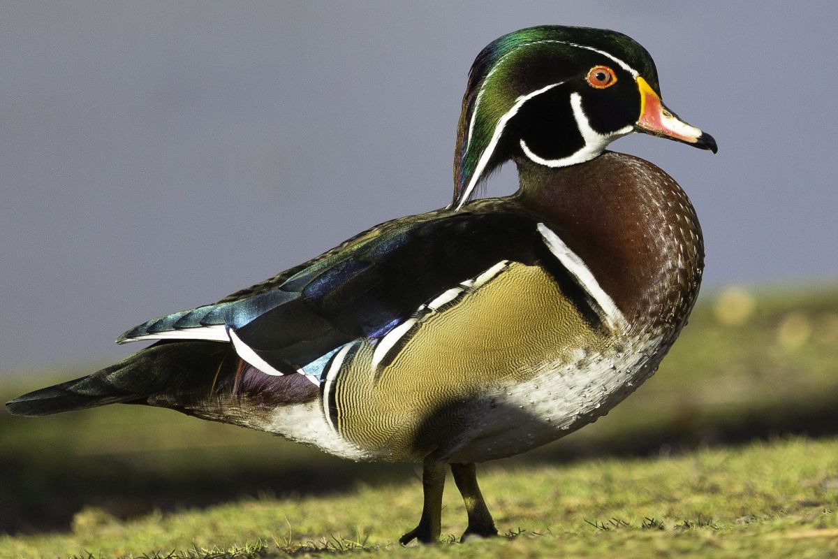 beautiful duck image randal davis