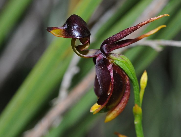 amazing unusual shape flower picture flying duck orchid