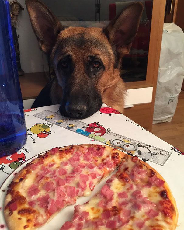funny image dog staring their food
