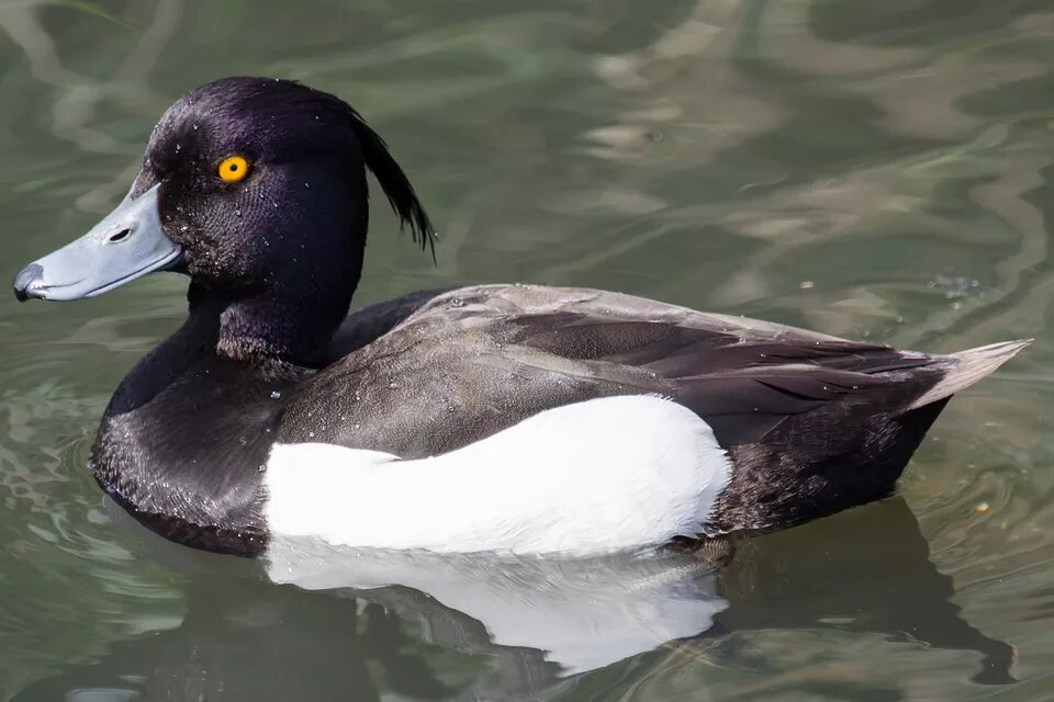 beautiful tufted duck image james petts