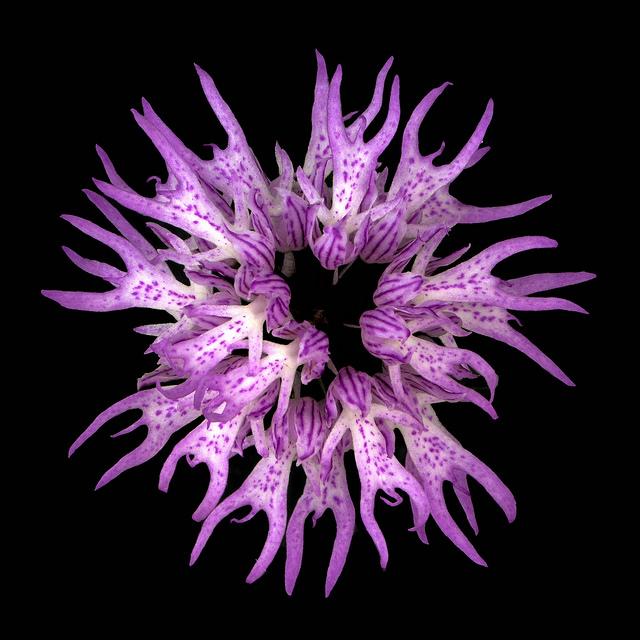 amazing unusual shape flower picture naked man orchid