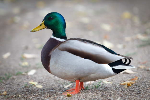 beautiful duck image