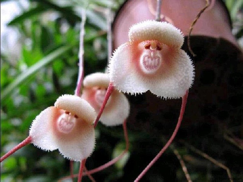 amazing unusual shape flower image monkey orchid