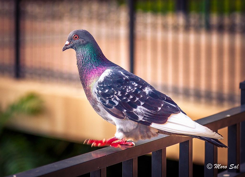 beautiful pigeon picture morkos salama