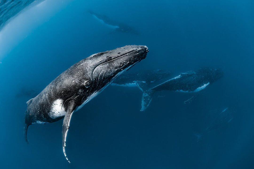 beautiful whale picture jasmine carey