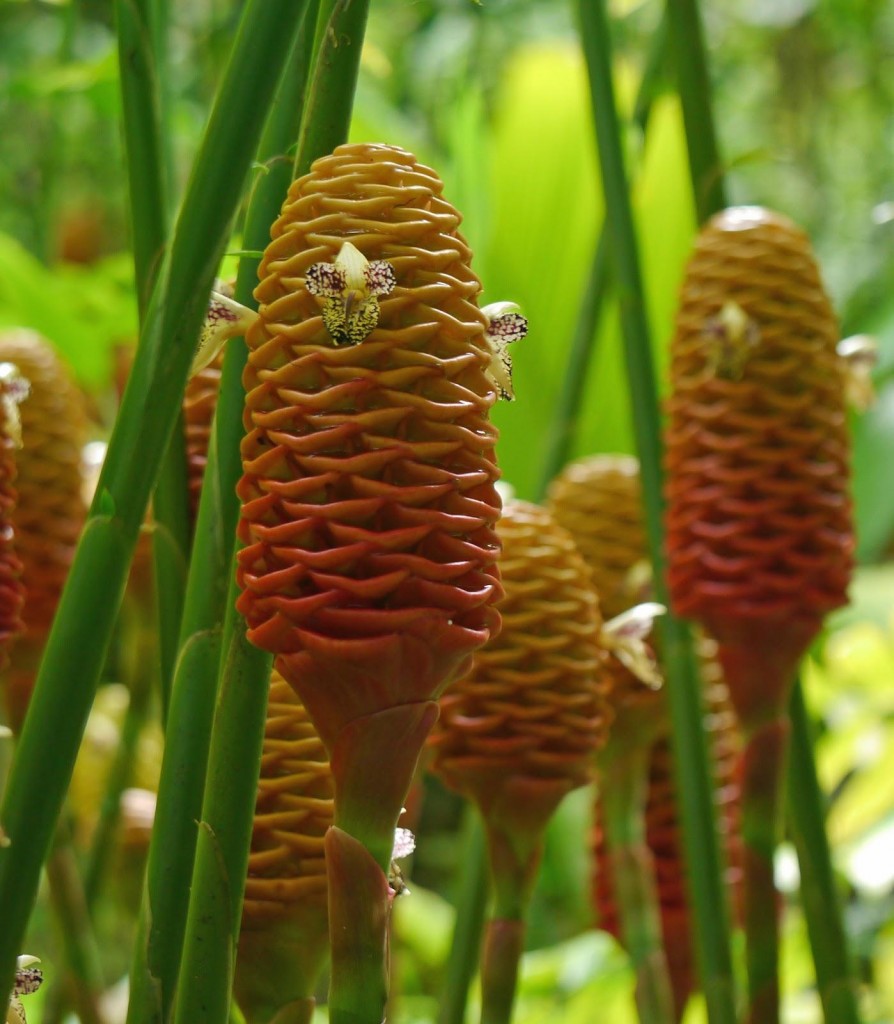 amazing unusual shape flower picture beehive ginger
