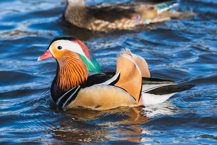 beautiful mandarin duck image james chen