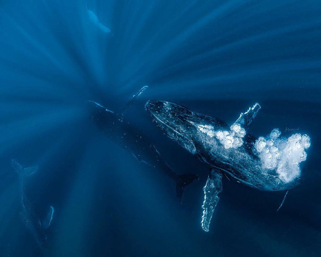 beautiful whale picture jasmine carey
